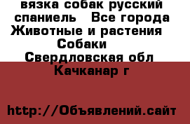 вязка собак русский спаниель - Все города Животные и растения » Собаки   . Свердловская обл.,Качканар г.